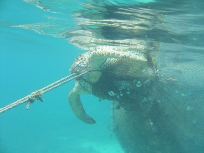 黒島研究所 ウミガメの減る理由