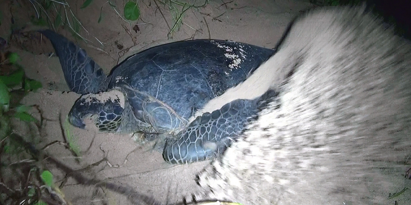 ウミガメとは