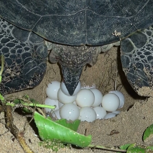 ウミガメとは