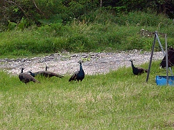 黒島のインドクジャク