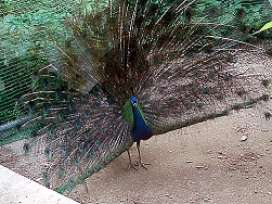 黒島のインドクジャク