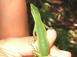 サキシマカナヘビ.JPG