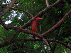 アカショウビン.jpg